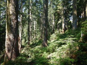 view of high-elevation old-growth forest