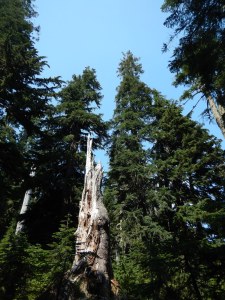 view of high-elevation old-growth forest