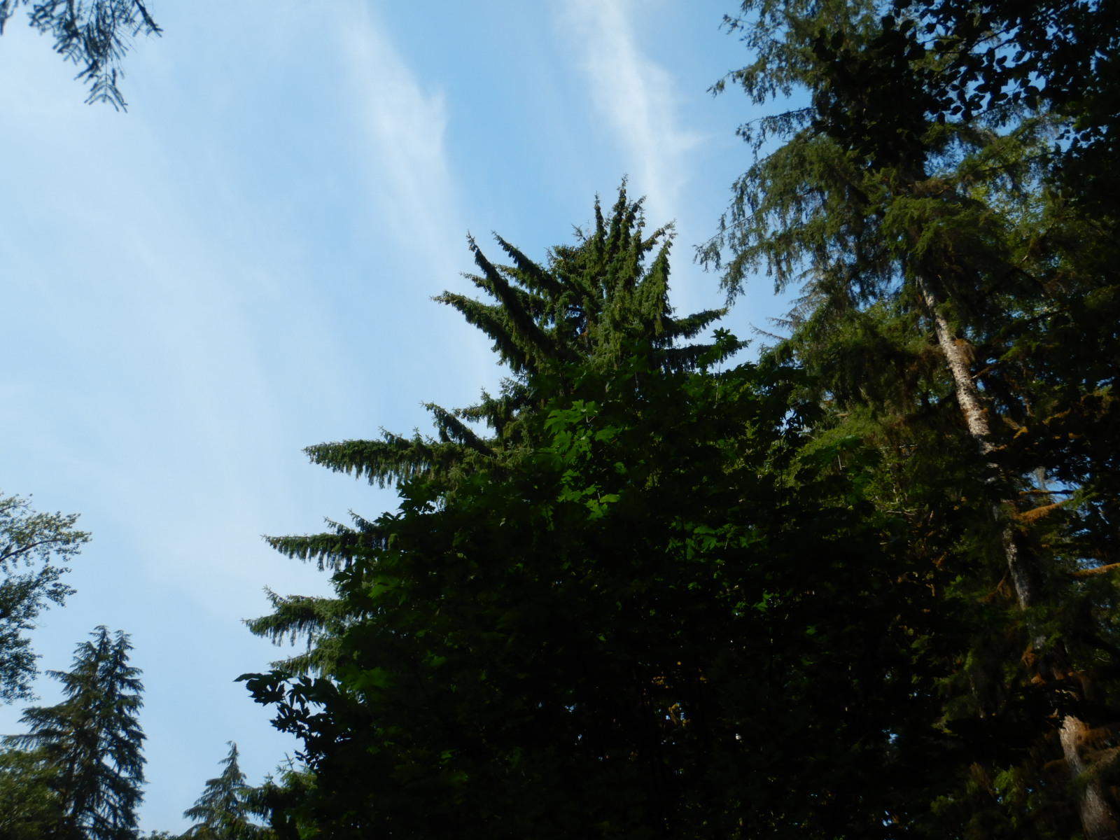 silhouette of Sitka spruce