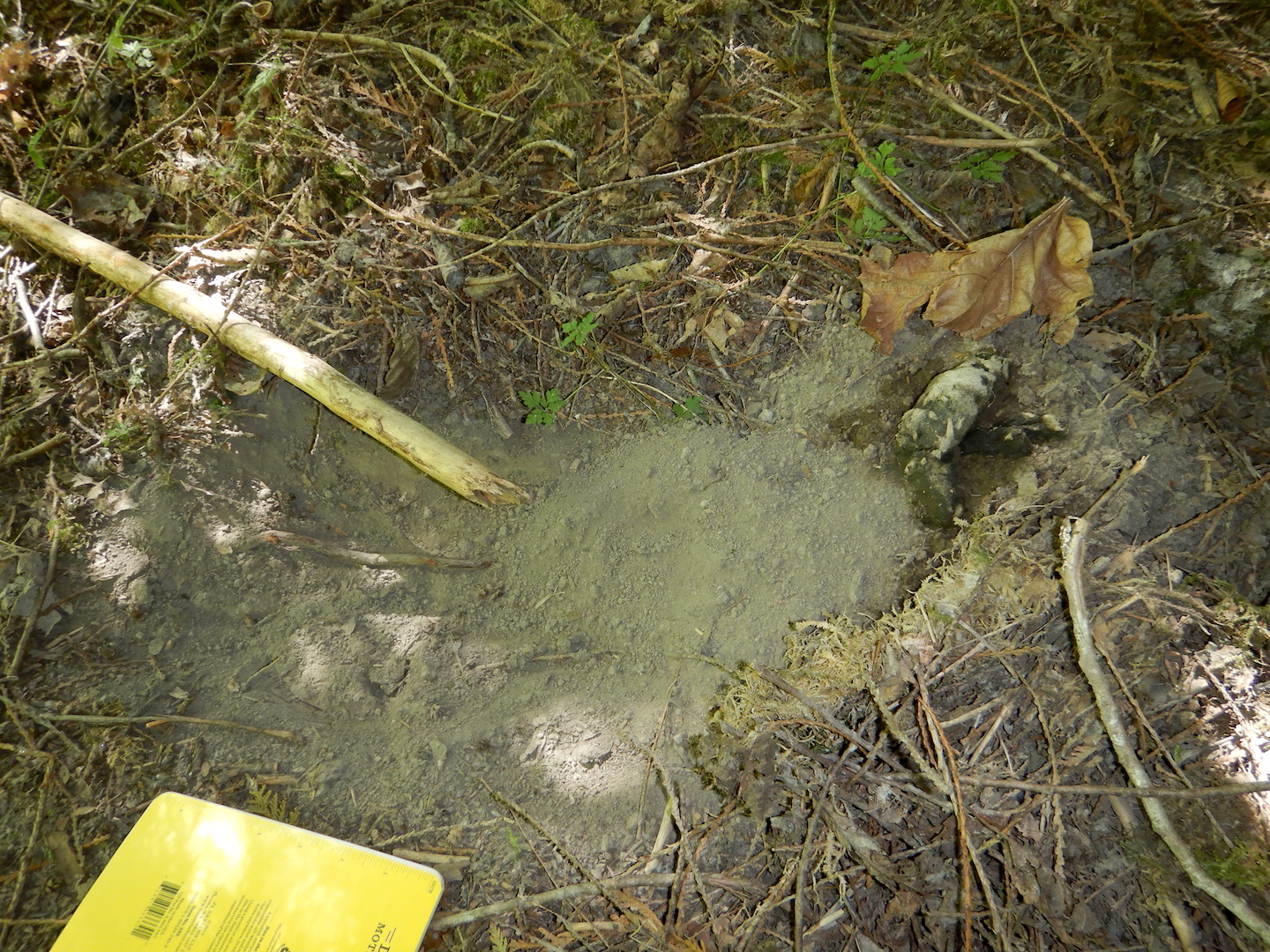 photo of mountain lion scrape in forest litter. notebook at bottom left is about 7 inches wide.