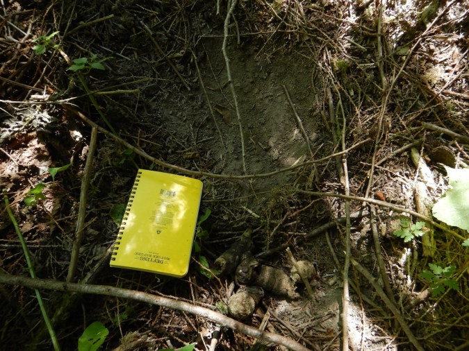 photo of mountain lion scrape in forest litter. notebook at bottom left is about 7 inches wide.