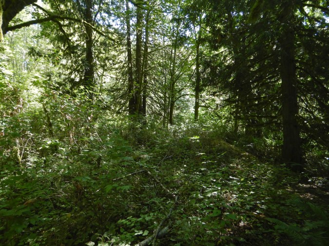 forest scene with taller trees in background and many small shrubs in foreground