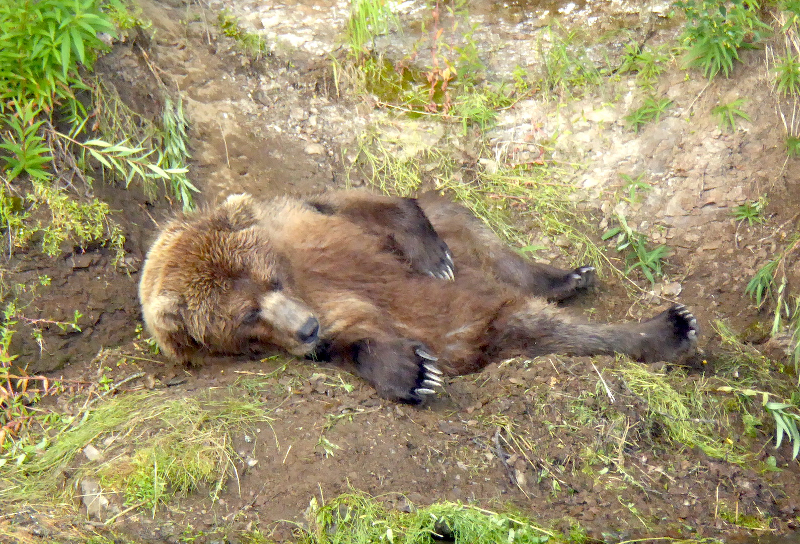 bear lying on ground