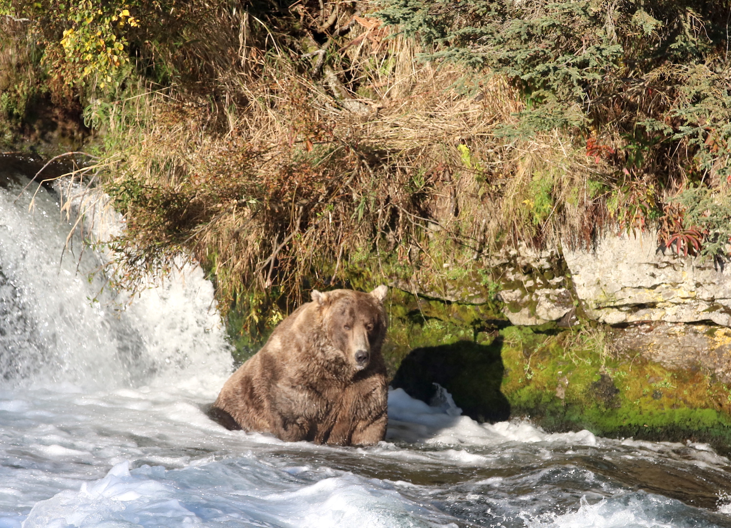 bear sitting in water below waterfall