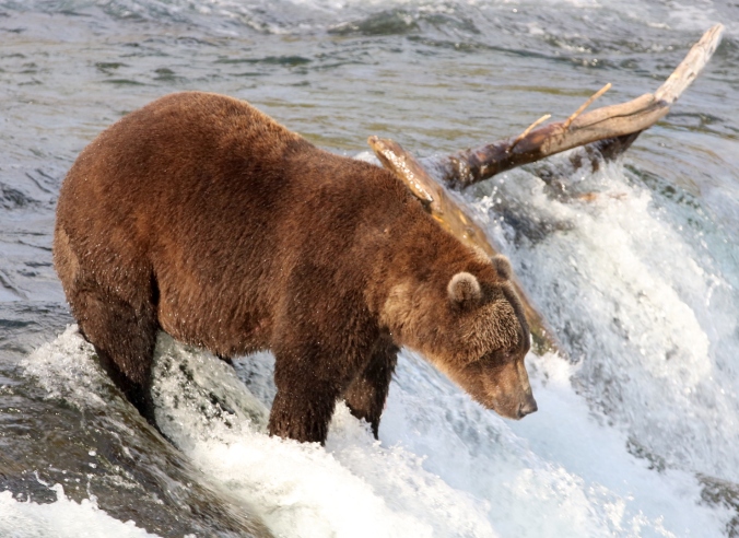 profile of brown bear standing on edge of waterfall