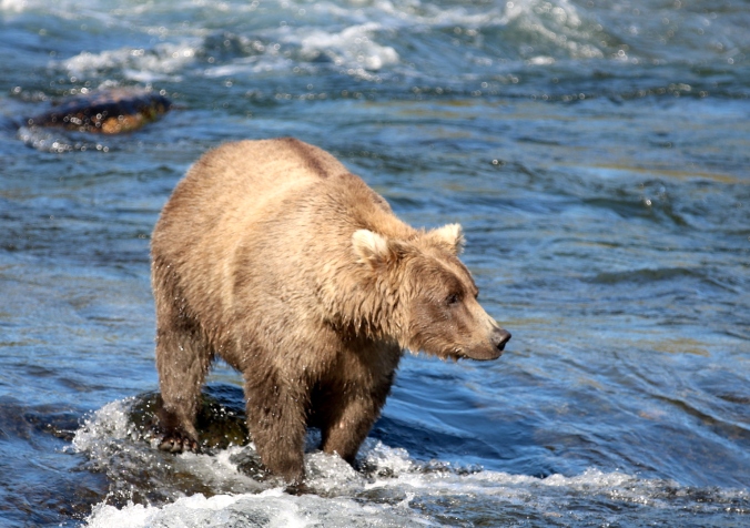 bear with blond ears and blond coat standing in water