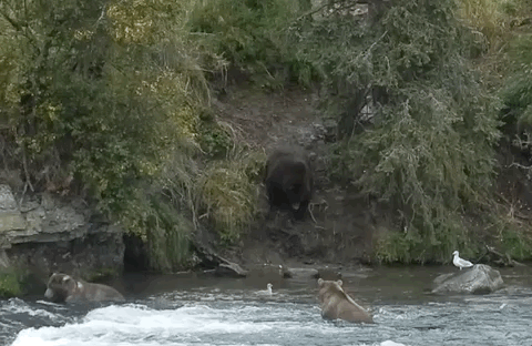 GIF of large, dark brown bear walking down a steep hill