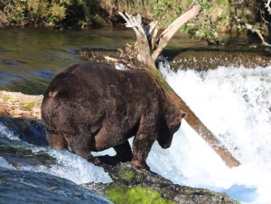 large, fat and dark brown bear standing on rocke