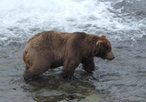 large adult male bear walking in water