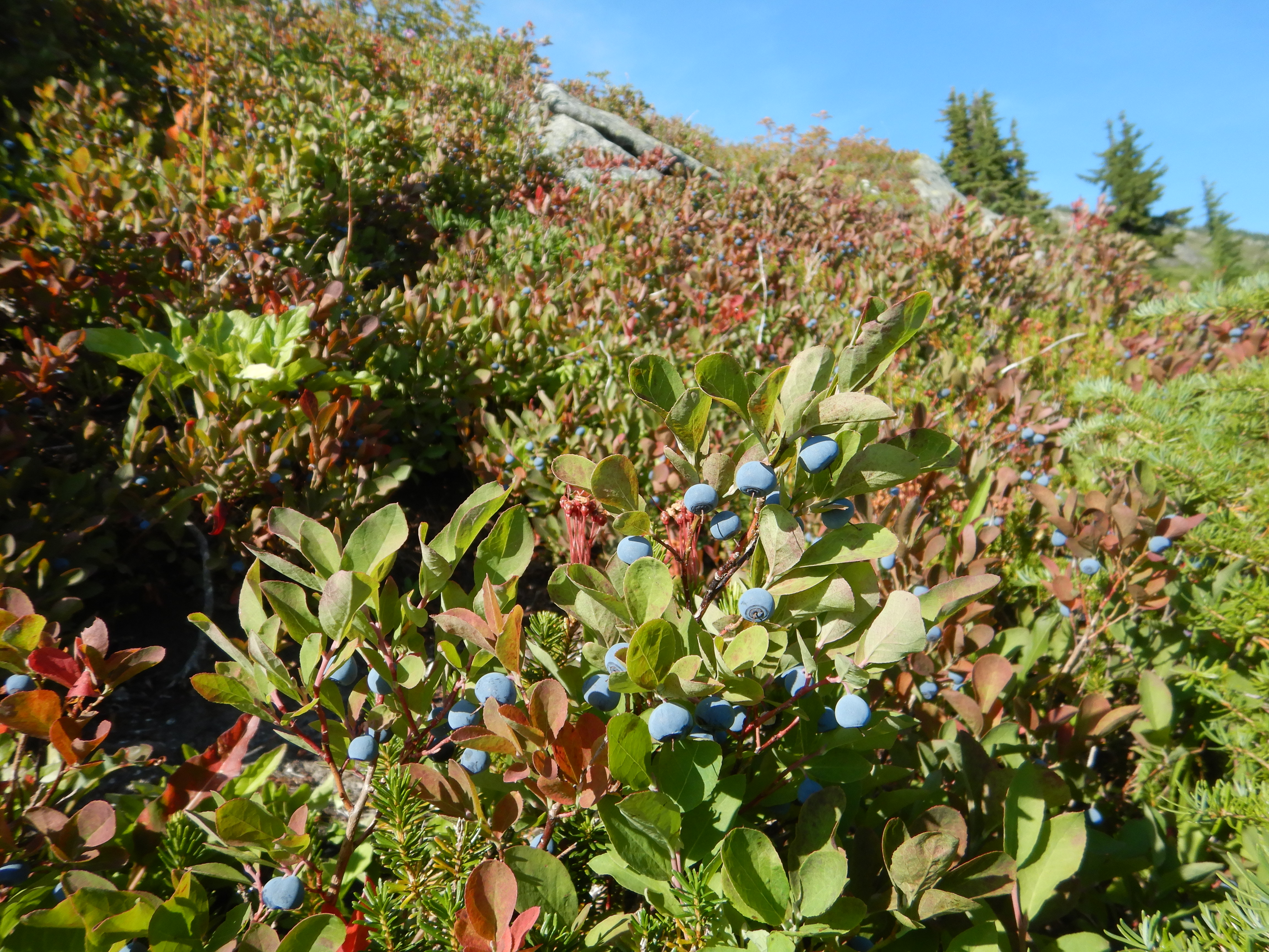 blueberry plants with ripe blueberries