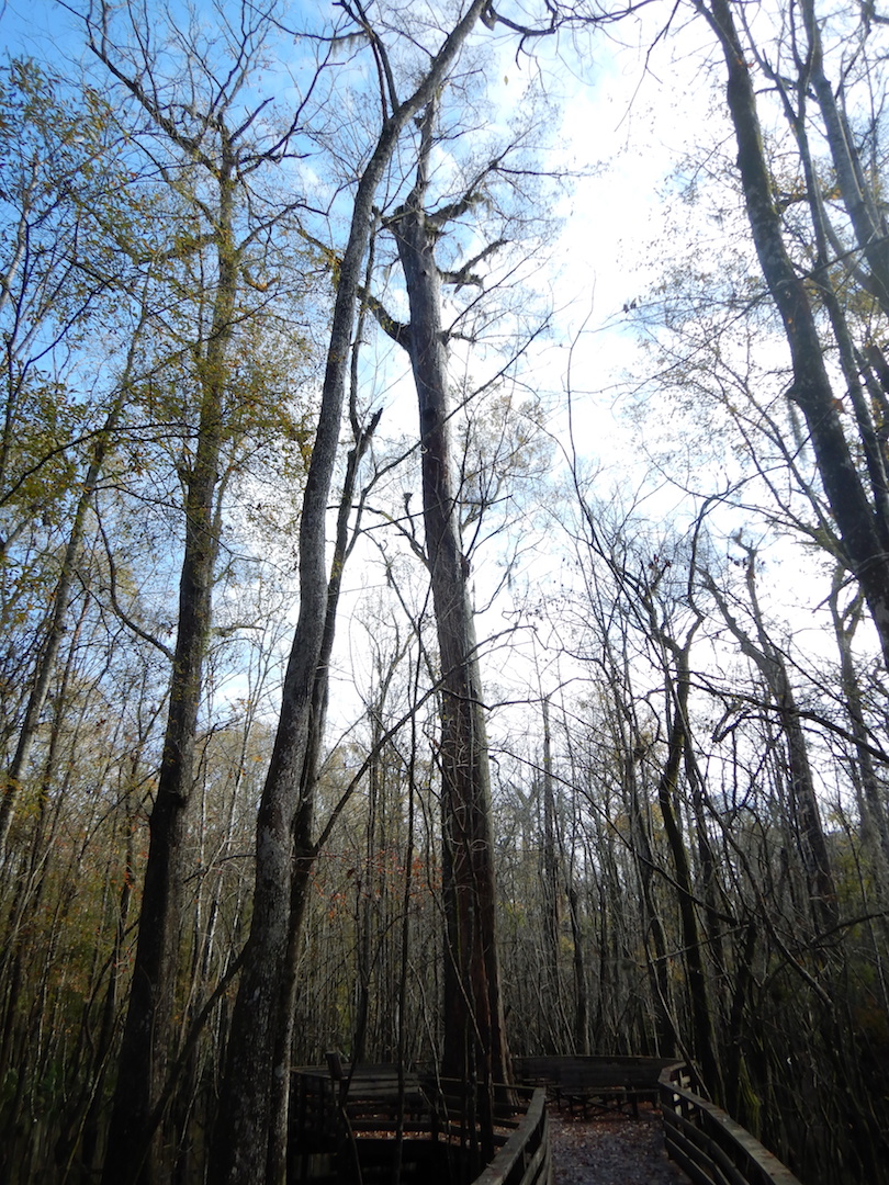 silhouette of large bald cypress tree; tree is surrounded by a boardwalk