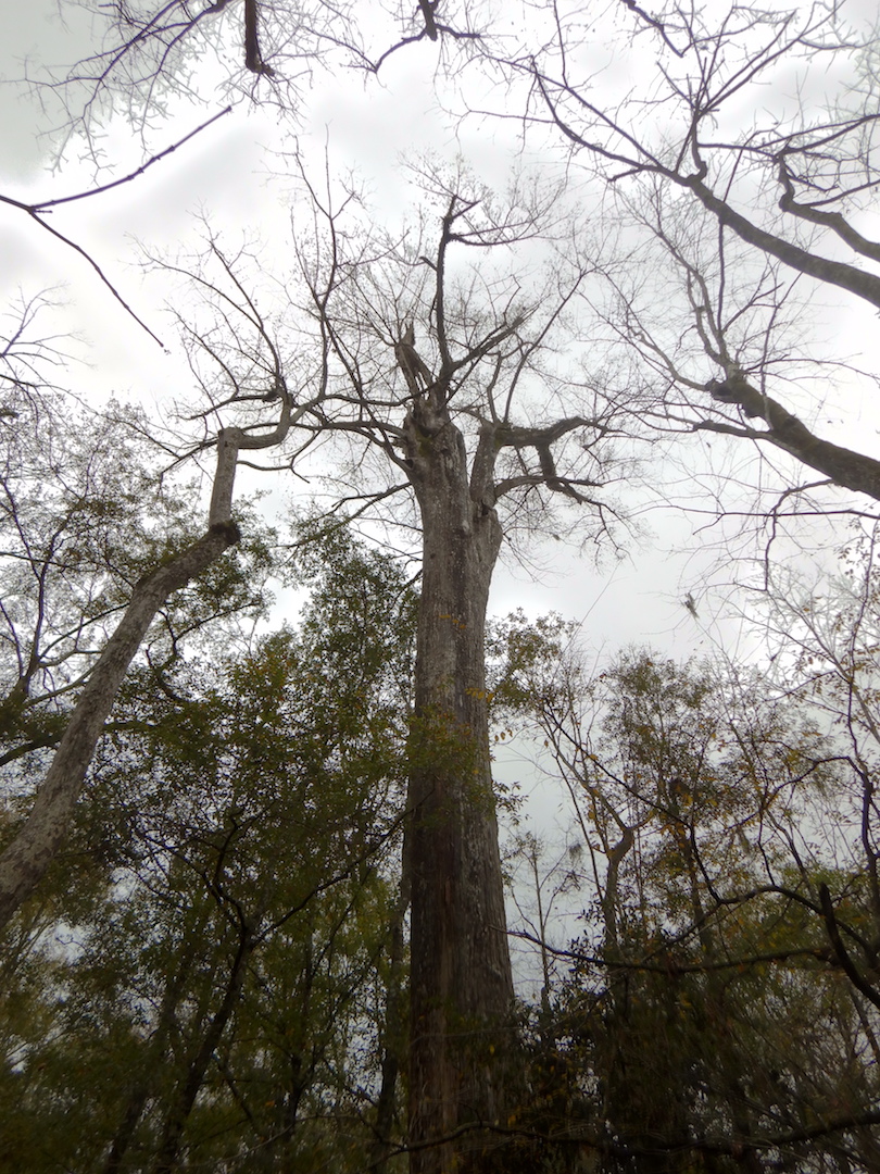 silhouette of large bald cypress tree