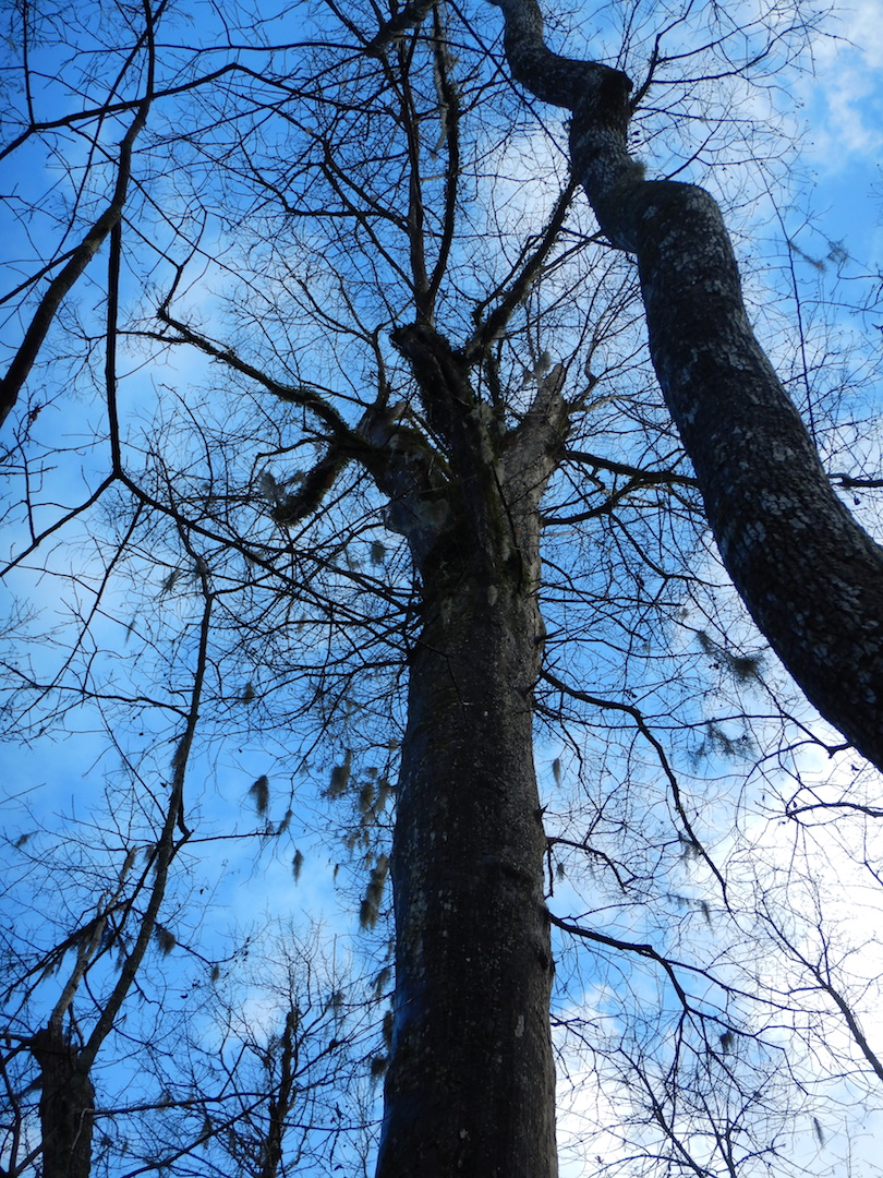 silhouette of large bald cypress tree