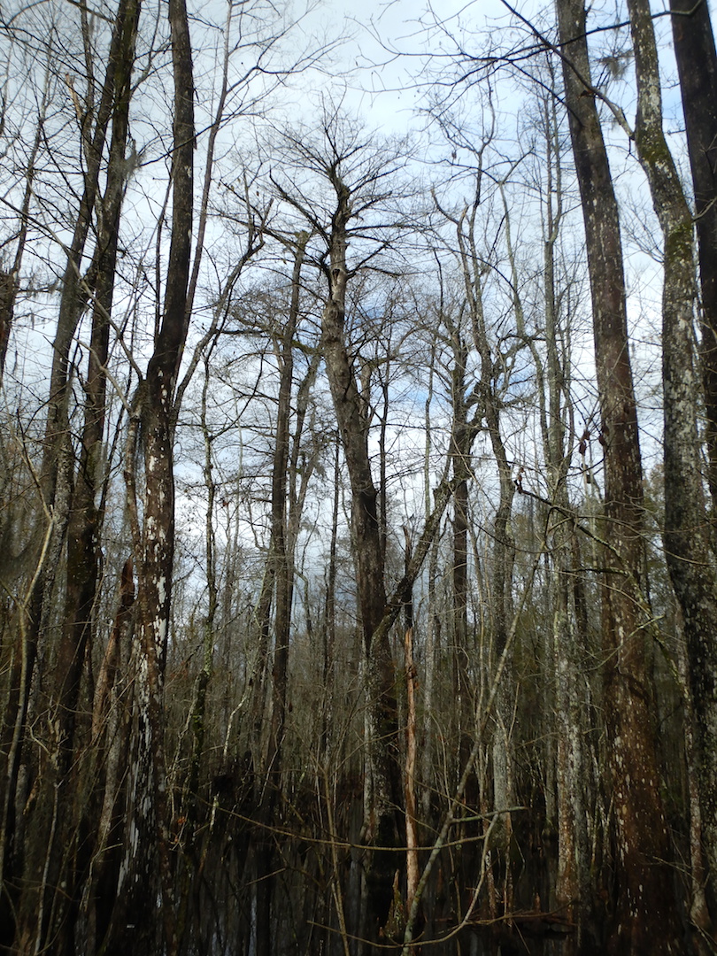 silhouette of large bald cypress tree surrounded by other trees