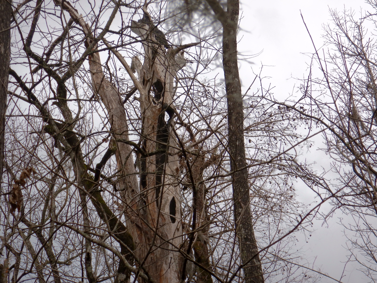 top of trunk of hollow bald cypress tree