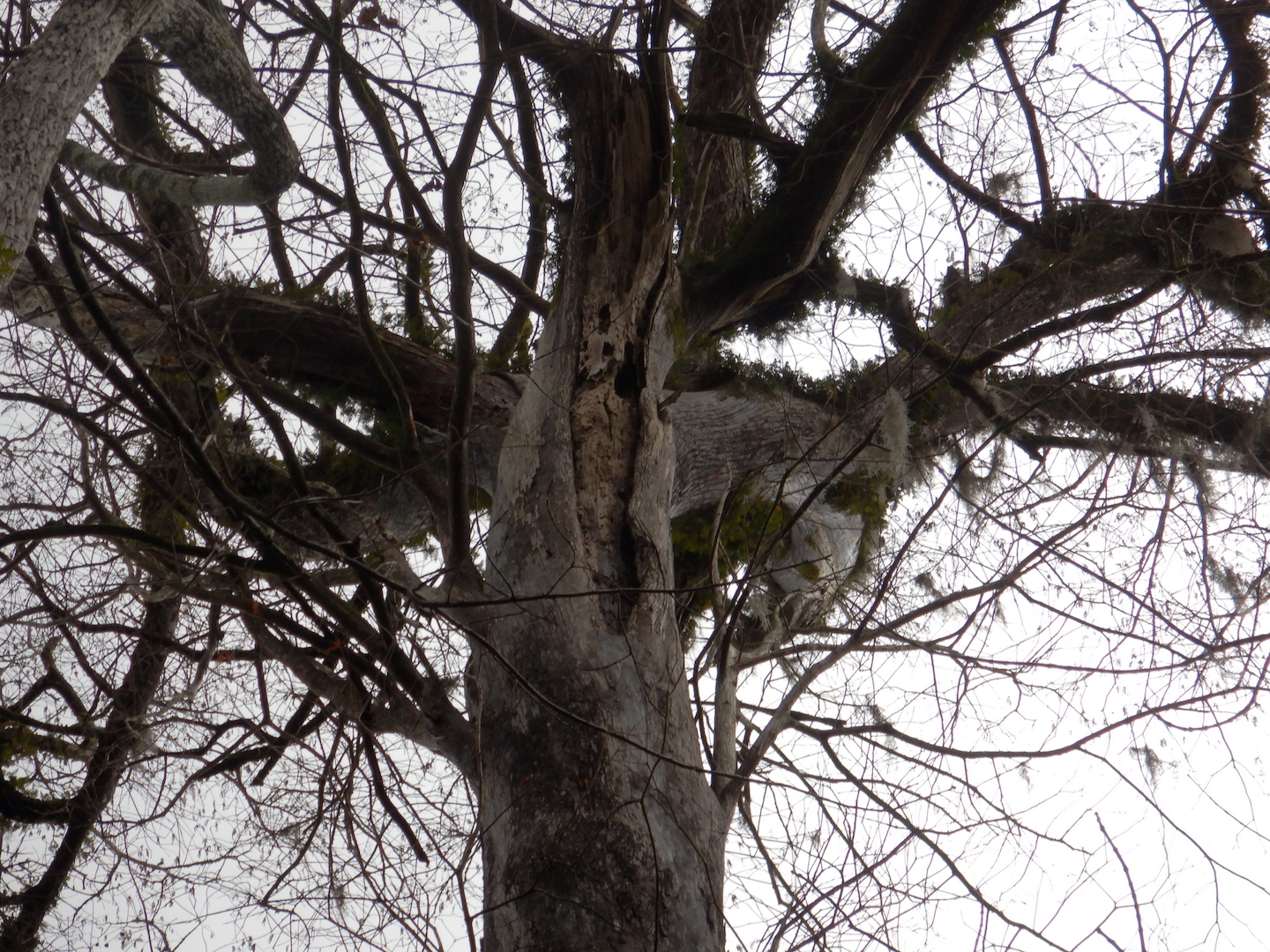 crown of large bald cypress with broken branch