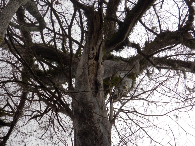 crown of large bald cypress with broken branch