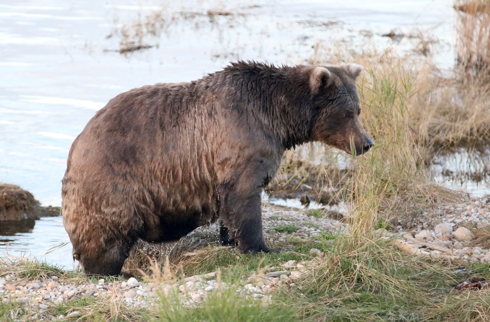 fat brown bear exiting water