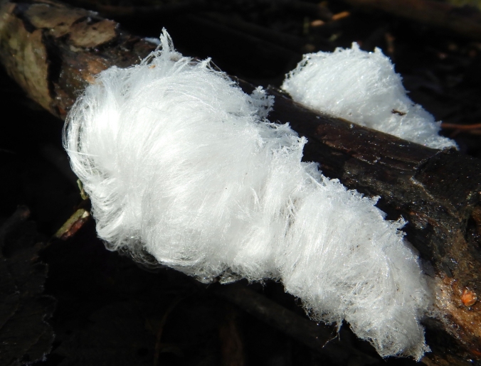 silky looking ice growing out of dead wood