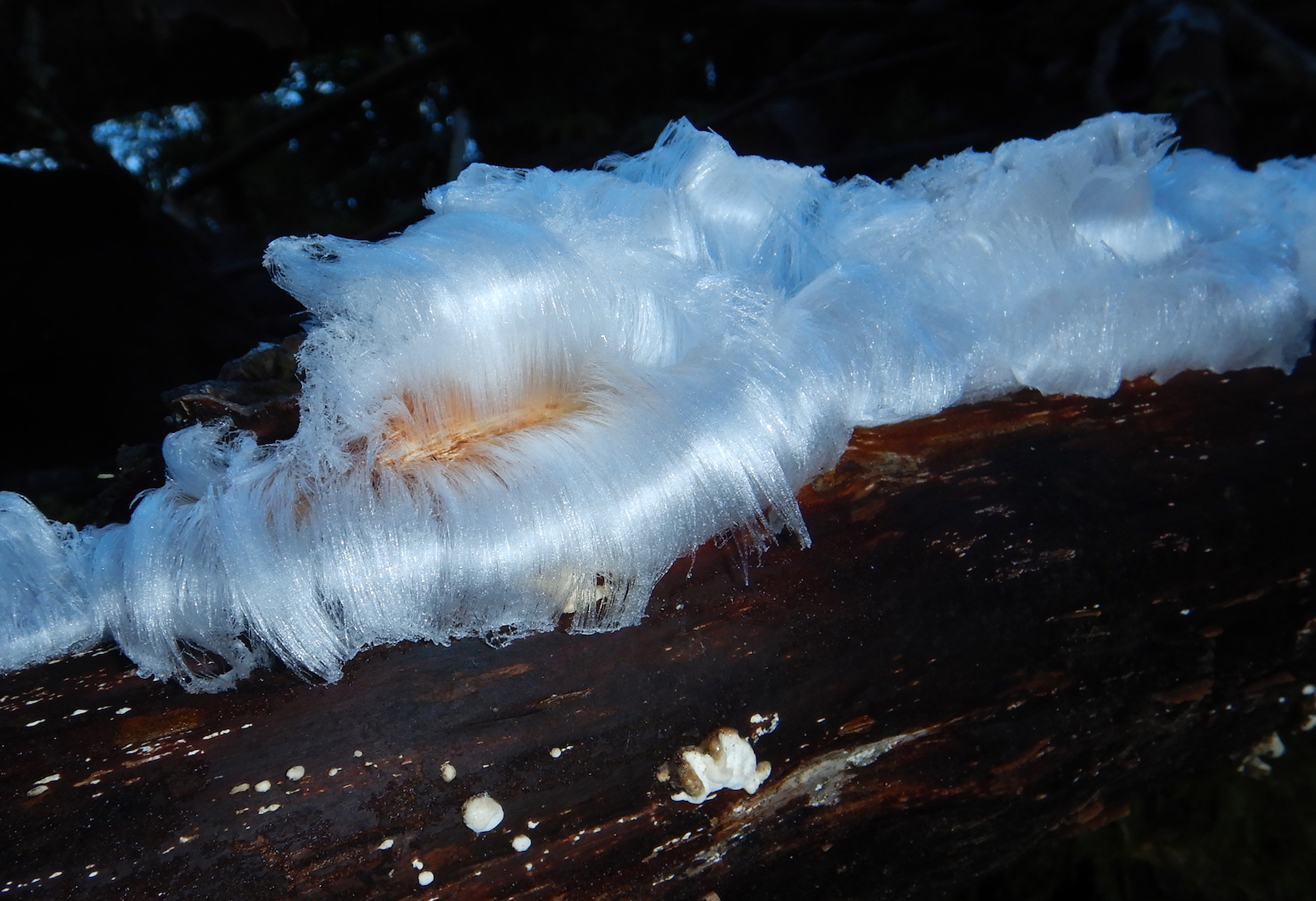 silky ice, parted neatly in curls, growing out of dead wood