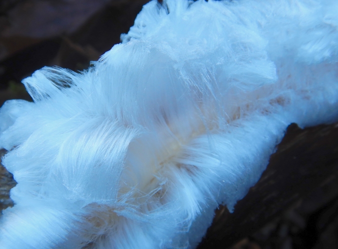 silky looking ice growing out of dead wood