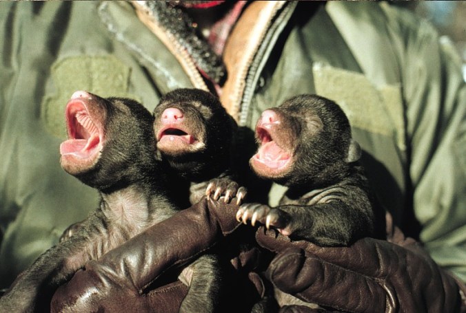 Three small cubs held in a person's hands.