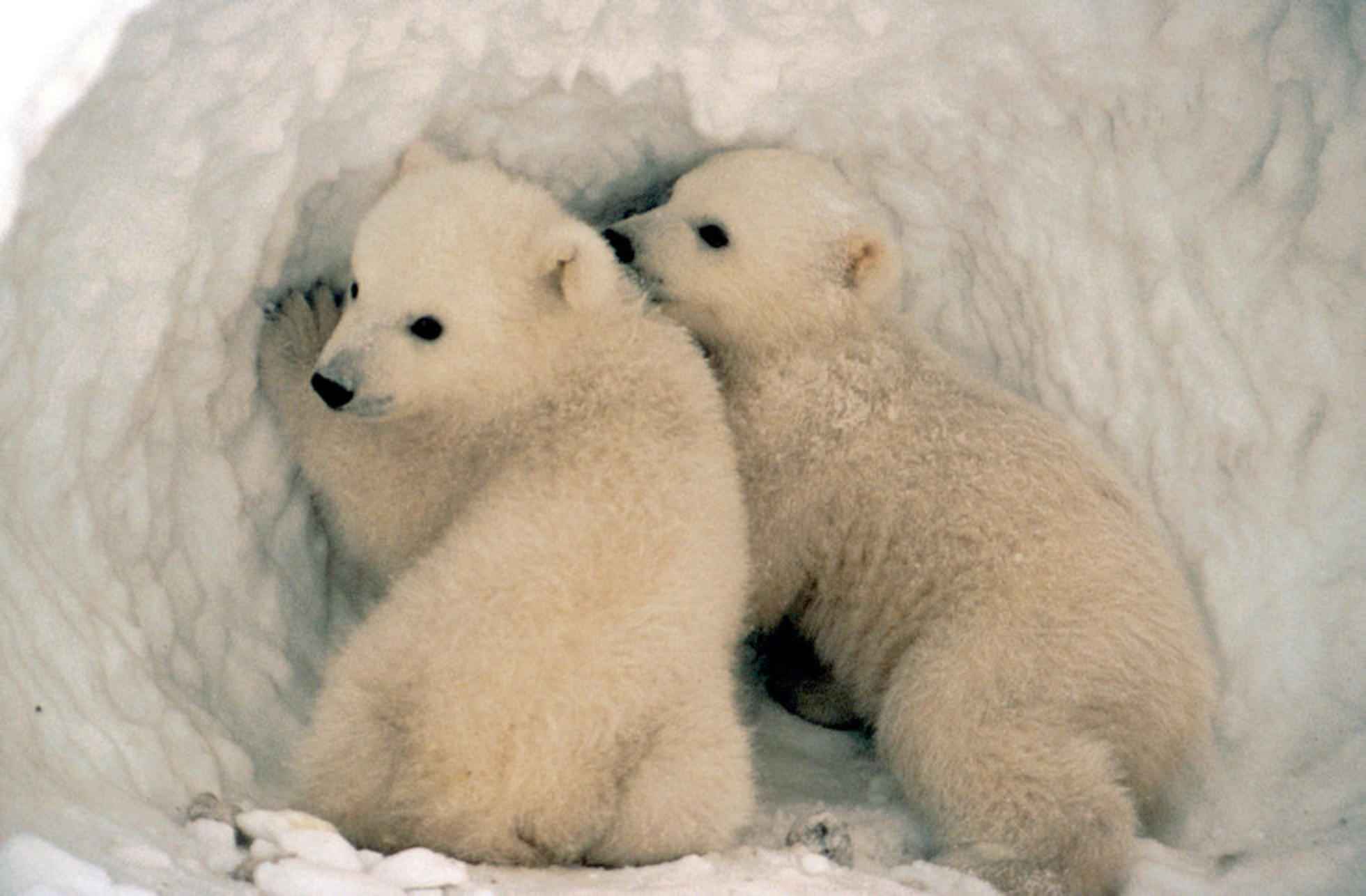Two polar bear cubs standing at the entrance to a snow den.