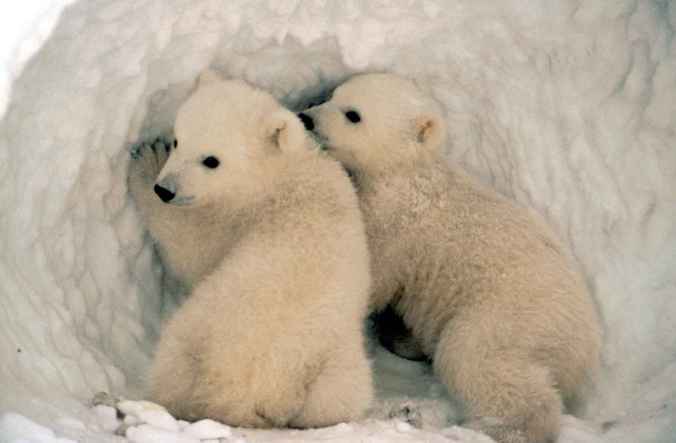 Two polar bear cubs standing at the entrance to a snow den.