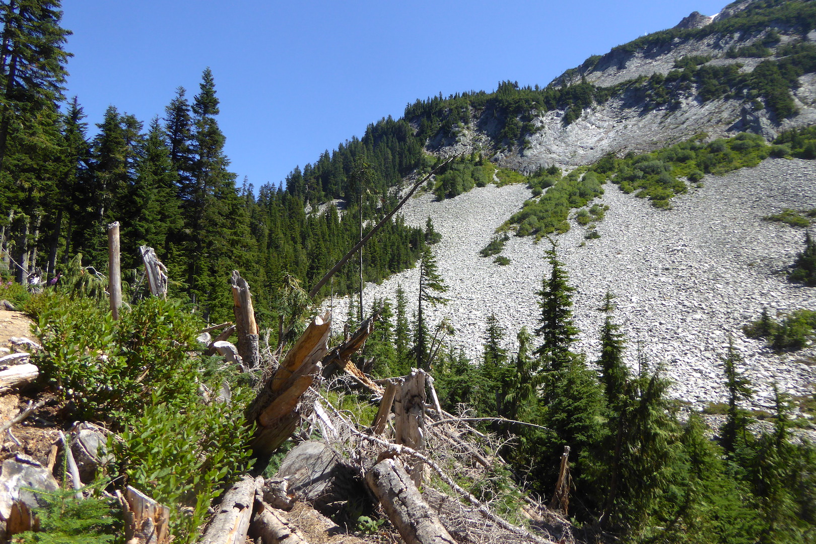 broken trees in foreground with forests and mountain in background