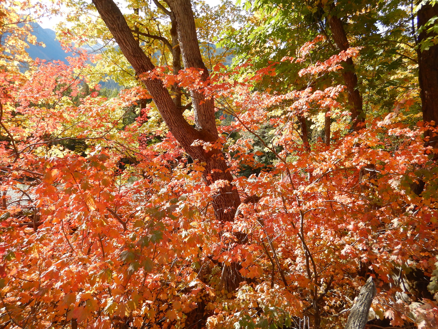 red maple leaves in forest
