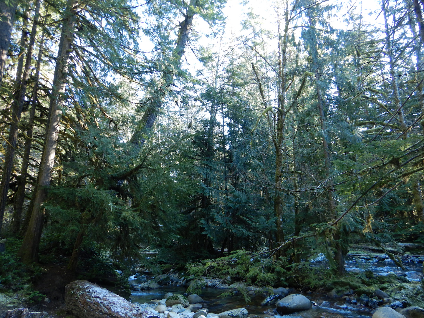forest and stream