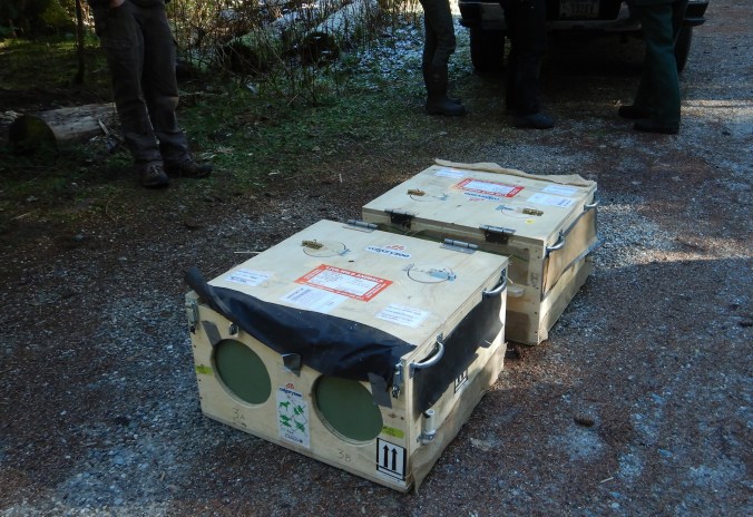 Fisher release, Buck Creek Campground, Mount Baker-Snoqualmie National Forest_02062019_4