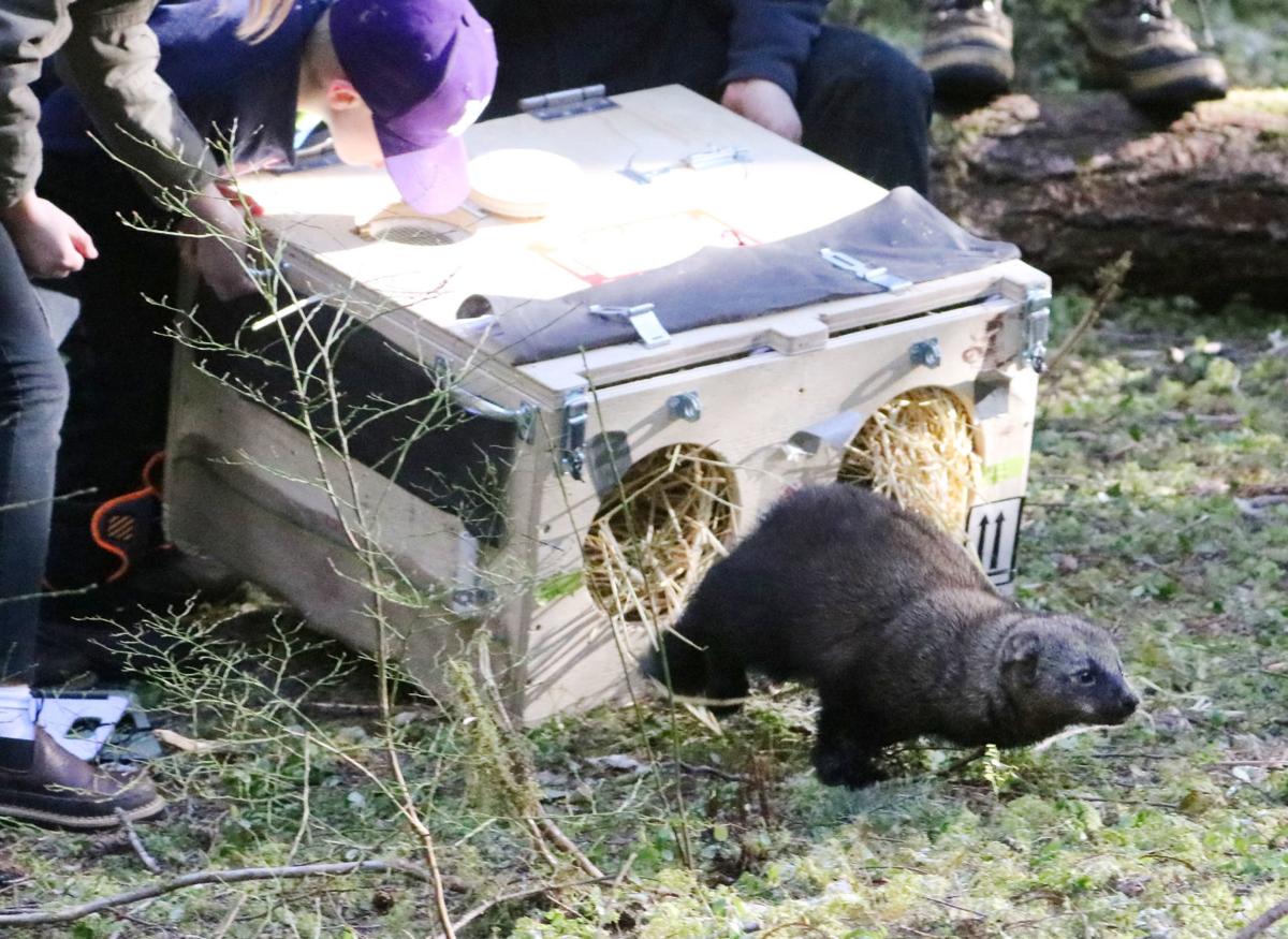 fisher running to escape a box, people standing behind it