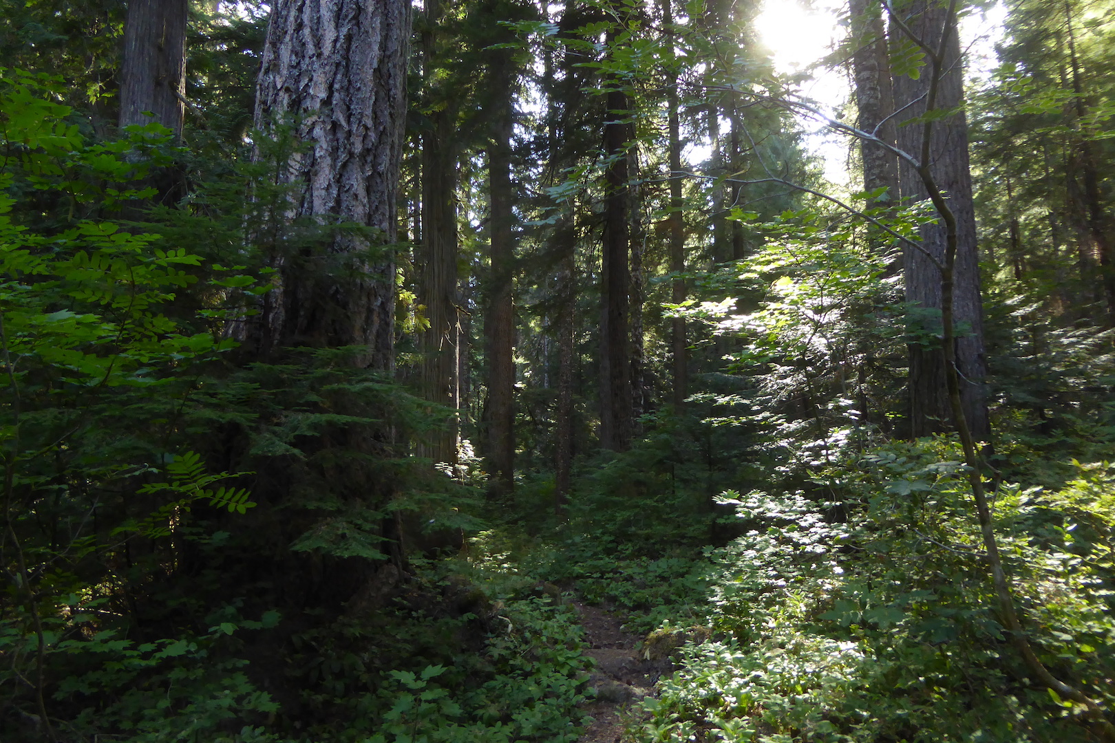 trail winding through dense forest with large trees