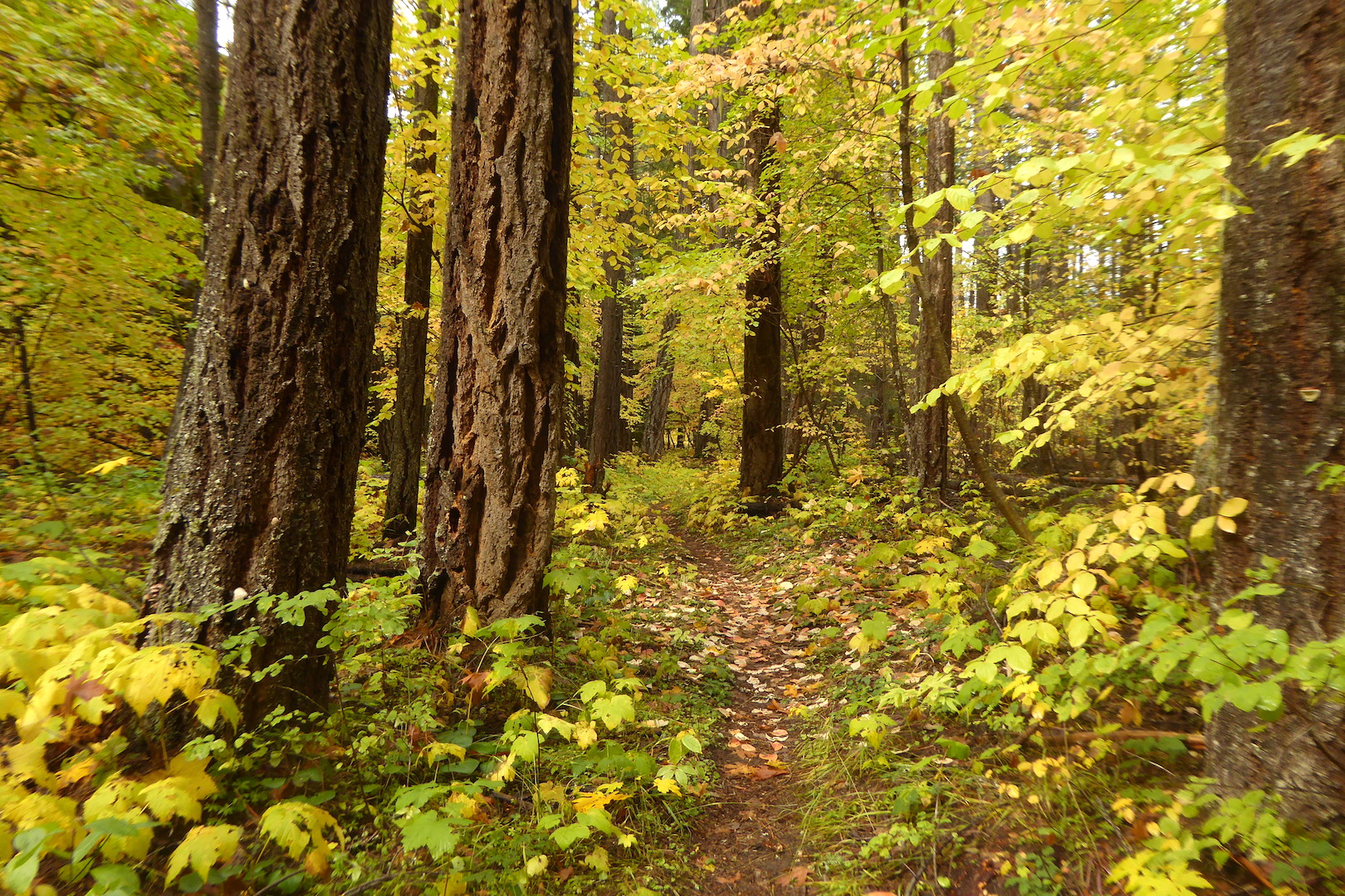 trail through forest with bright yellow fall colors