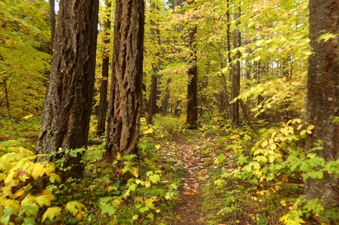 trail through forest with bright yellow fall colors