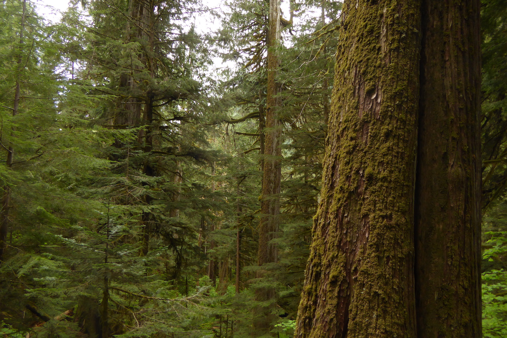 view of old growth forest with large coniferous trees