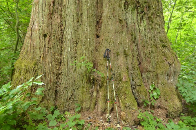 bole of large tree with two hiking poles leaning against it