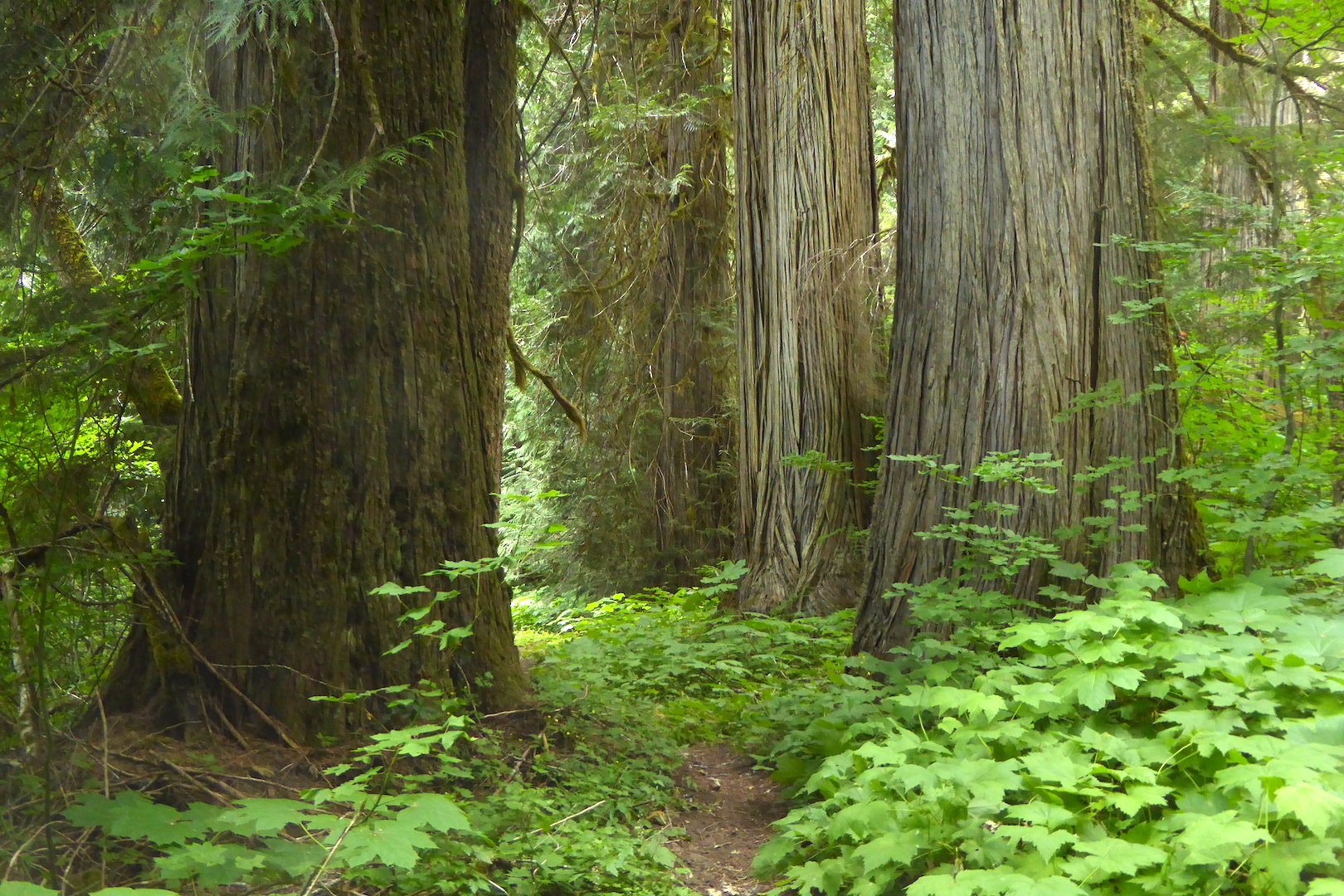 hiking trail lined by large redcedar trees