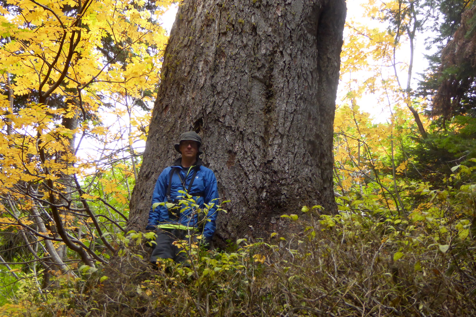 person standing in front of large tree