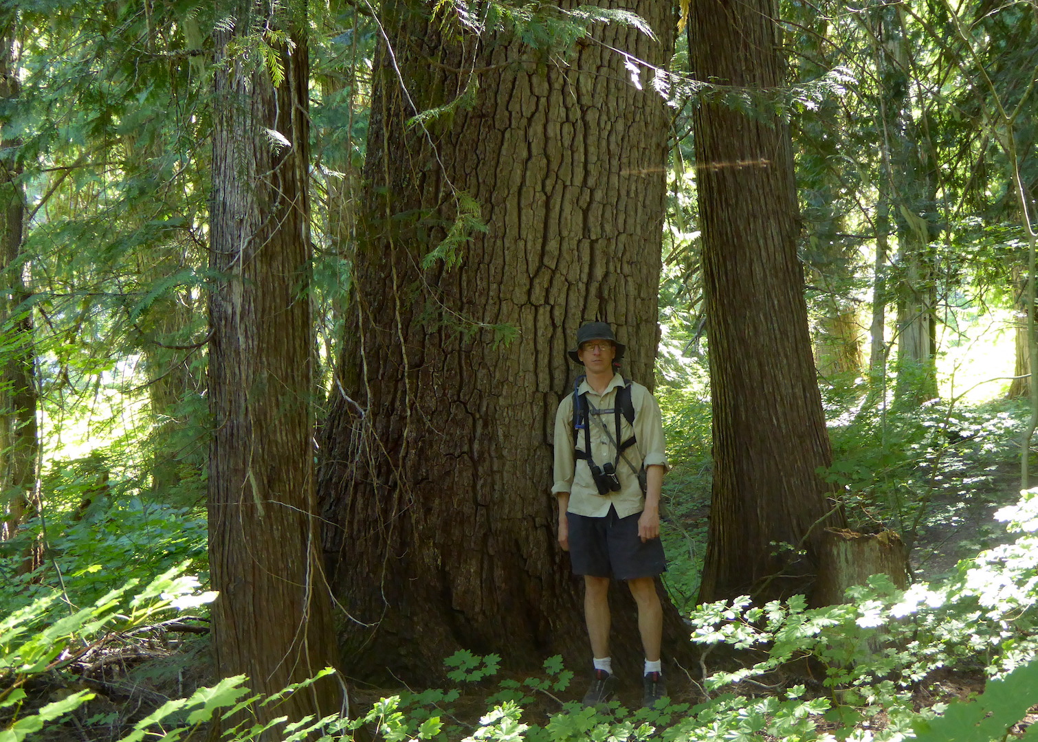 person standing next to large tree with smaller trees nearby