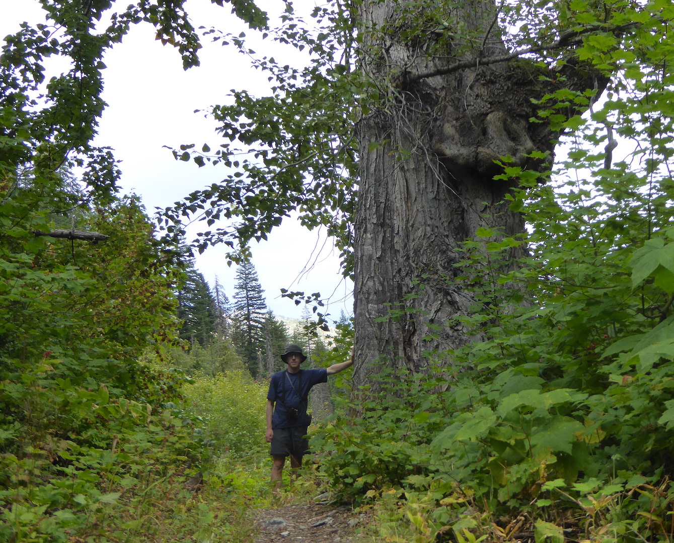 person standing next to large deciduous tree