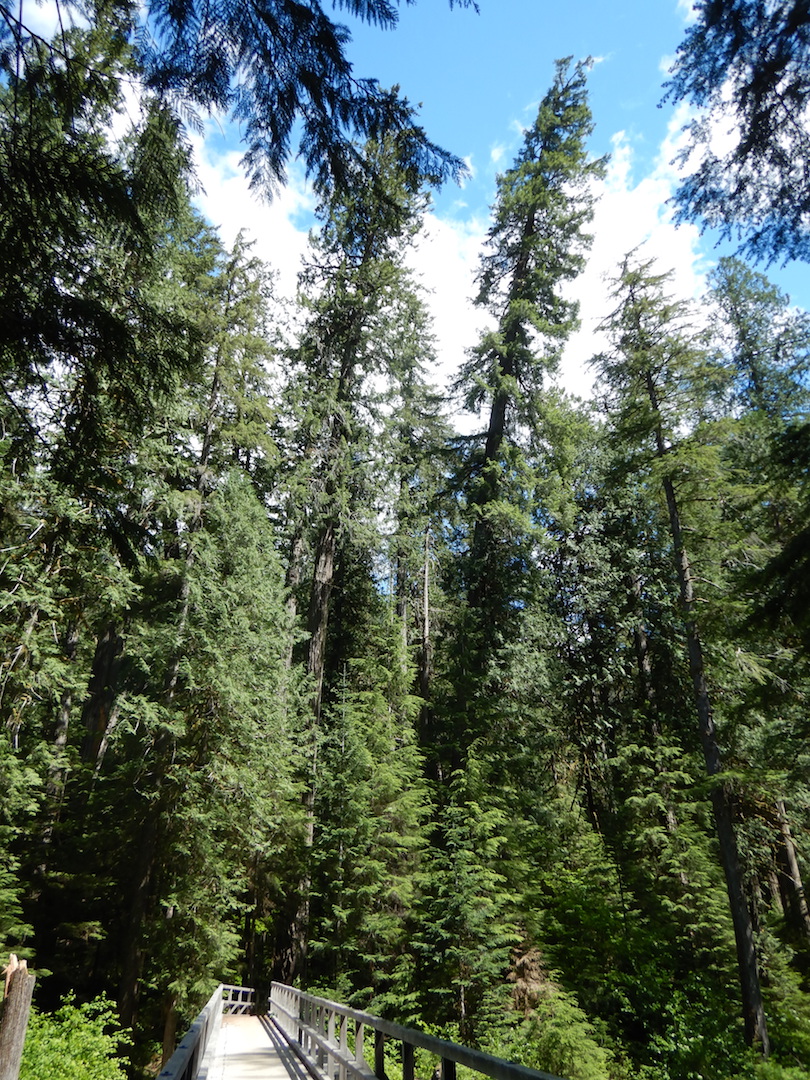 tall trees with foot bridge at bottom