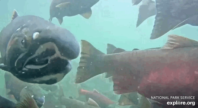GIF of underwater footage of adult coho salmon