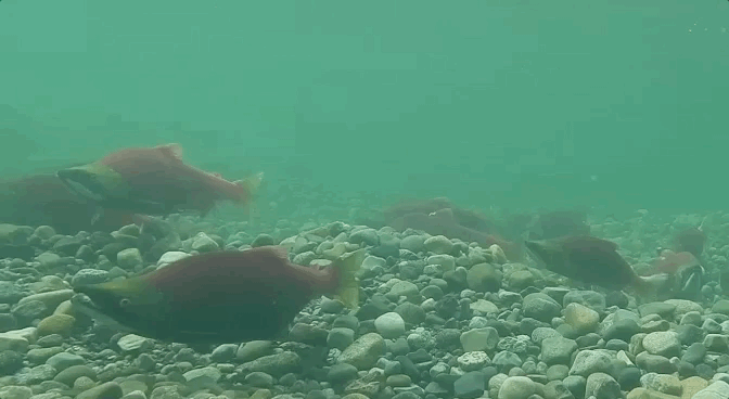 GIF of underwater footage of sockeye salmon