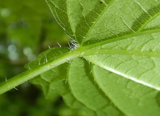 close-up view of underside of stinging nettle leaf showing stinging hairs, petiole, and leaf veins