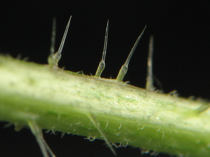 close up view of stinging nettle hairs on stem