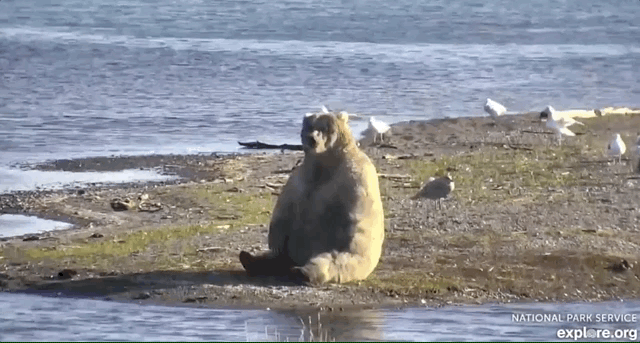 GIF of bear sitting upright and scratching an itch with her left front paw