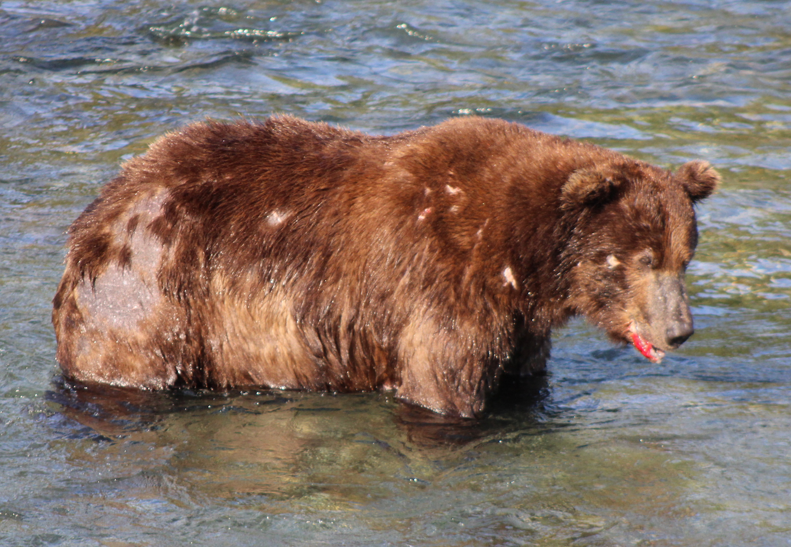 bear standing in water with some blood dripping from his lower lip