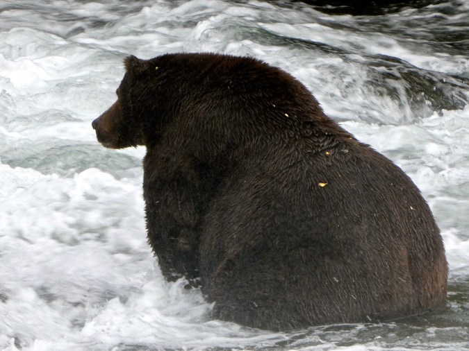 silhouette of fat bear sitting in river